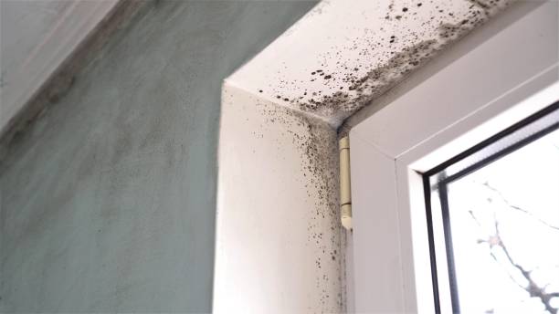 Best Post-Construction Mold Inspection  in USA